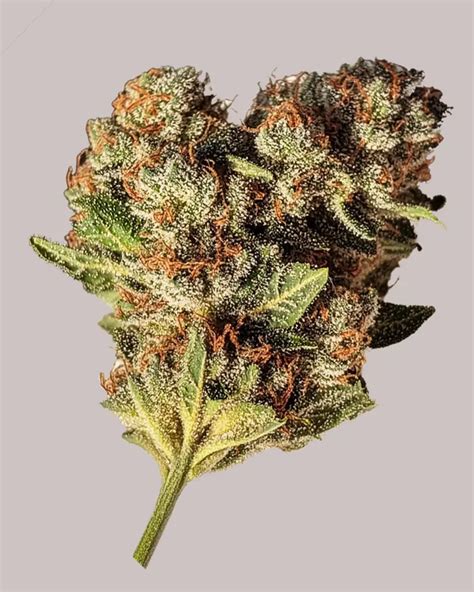 iltgm|ilgm marijuana seeds for sale.